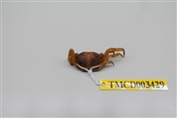 藏品(紫地蟹)的圖片